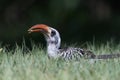 Western red-billed hornbill Tockus kempi Royalty Free Stock Photo