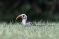 Western red-billed hornbill Tockus kempi Royalty Free Stock Photo