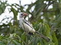 Western red-billed hornbill Tockus kempi Royalty Free Stock Photo