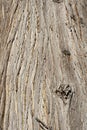 Western Red Cedar - bark Royalty Free Stock Photo