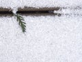 Western Red Cedar leaves upper left