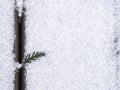 Western Red Cedar leaves in vertical crack