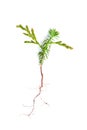 Western red cedar seedling Royalty Free Stock Photo