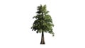 Western Red Cedar tree