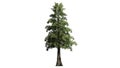 Western Red Cedar tree