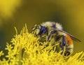 Western Redtailed Bumblebee Bombus lapidarius Royalty Free Stock Photo