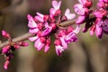 Western redbud Cercis occidentalis inflorescence, California