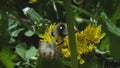 Western Redtailed Bumblebee Bombus lapidarius.