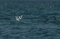 Western reef egret white morphed