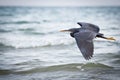 Western Reef Heron Royalty Free Stock Photo