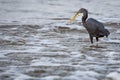 Western Reef Heron Royalty Free Stock Photo