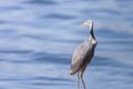 The western reef heron also called the western reef egret, is a medium-sized heron found in southern Europe, Africa and parts of A