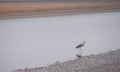 Western Reef Heron - Egret - Egretta Gularis Schistacea - standing in water