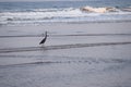 Western Reef Heron - Egretta Fularis - standing in Sea Water at Ware beach, India