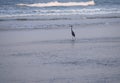 Western Reef Heron - Egretta Fularis - standing in Sea Water at Ware beach, India