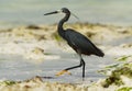 Western Reef Heron - Egretta gularis also Western Reef Egret, medium-sized heron found in southern Europe, Africa and Asia, two Royalty Free Stock Photo