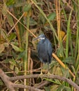 Western Reef Heron at Kotu