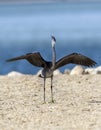 Western reef heron open its wings to take off Royalty Free Stock Photo