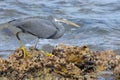 Western Reef Heron portrait