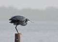 Western Reef Heron ready to fly Royalty Free Stock Photo