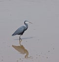 Western Reef Heron riverside Royalty Free Stock Photo