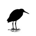 The western reef heron silhouette vector illustration in white background Royalty Free Stock Photo