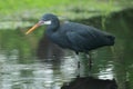 Western reef heron Royalty Free Stock Photo