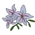 Western rhododendron flower illustration