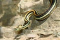 Western Ribbon Snake (Thamnophis proximus)