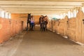 Cowgirl and jockey walking with horses in stable Royalty Free Stock Photo