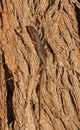 Western Rock Skink Trachylepis sulcata 4610
