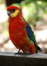 Western Rosella Royalty Free Stock Photo