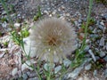 Western salsify flower seedhead Royalty Free Stock Photo