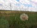 Western Salsify Growing in Nebraska Prairie Land Royalty Free Stock Photo