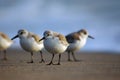 Western Sandpiper Royalty Free Stock Photo