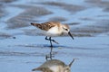 Western Sandpiper (Calidris mauri) Royalty Free Stock Photo