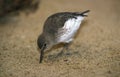 BECASSEAU D`ALASKA calidris mauri Royalty Free Stock Photo