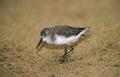 BECASSEAU D`ALASKA calidris mauri Royalty Free Stock Photo