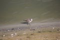 Western Sandpiper (Calidris mauri)