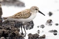 Western Sandpiper, Calidris mauri, close up Royalty Free Stock Photo