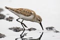 Western Sandpiper, Calidris mauri, close view Royalty Free Stock Photo