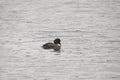 Common Goldeneye (female) Royalty Free Stock Photo