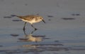 Western sandpiper Calidris mauri in winter plumage