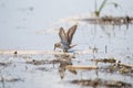 Western sandpiper feeding at lakeside mudflat