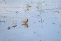 Western sandpiper feeding at lakeside mudflat
