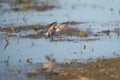 Western sandpiper flying at lakeside