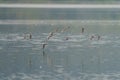 Western sandpiper flying at seaside