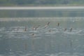 Western sandpiper flying at seaside