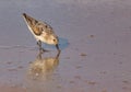 Western Sandpiper