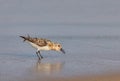 Western Sandpiper